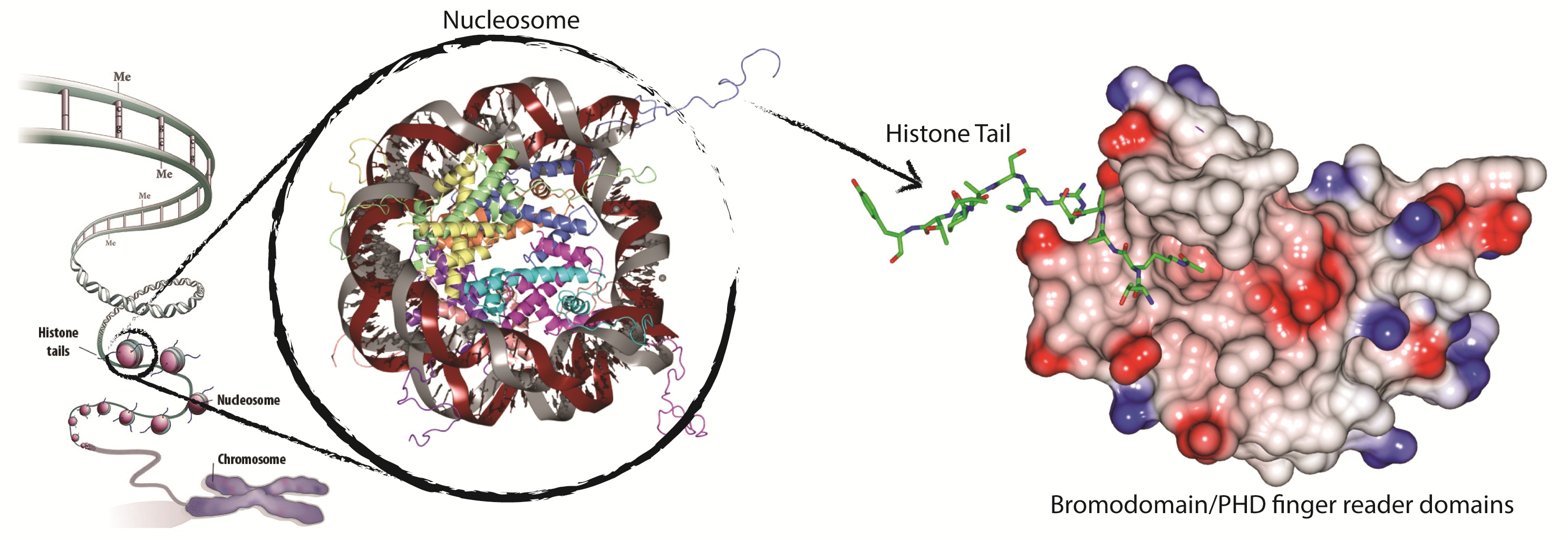 Crystal structures of PHD finger domains with unmodified histone H3 N-terminal tail peptide bound