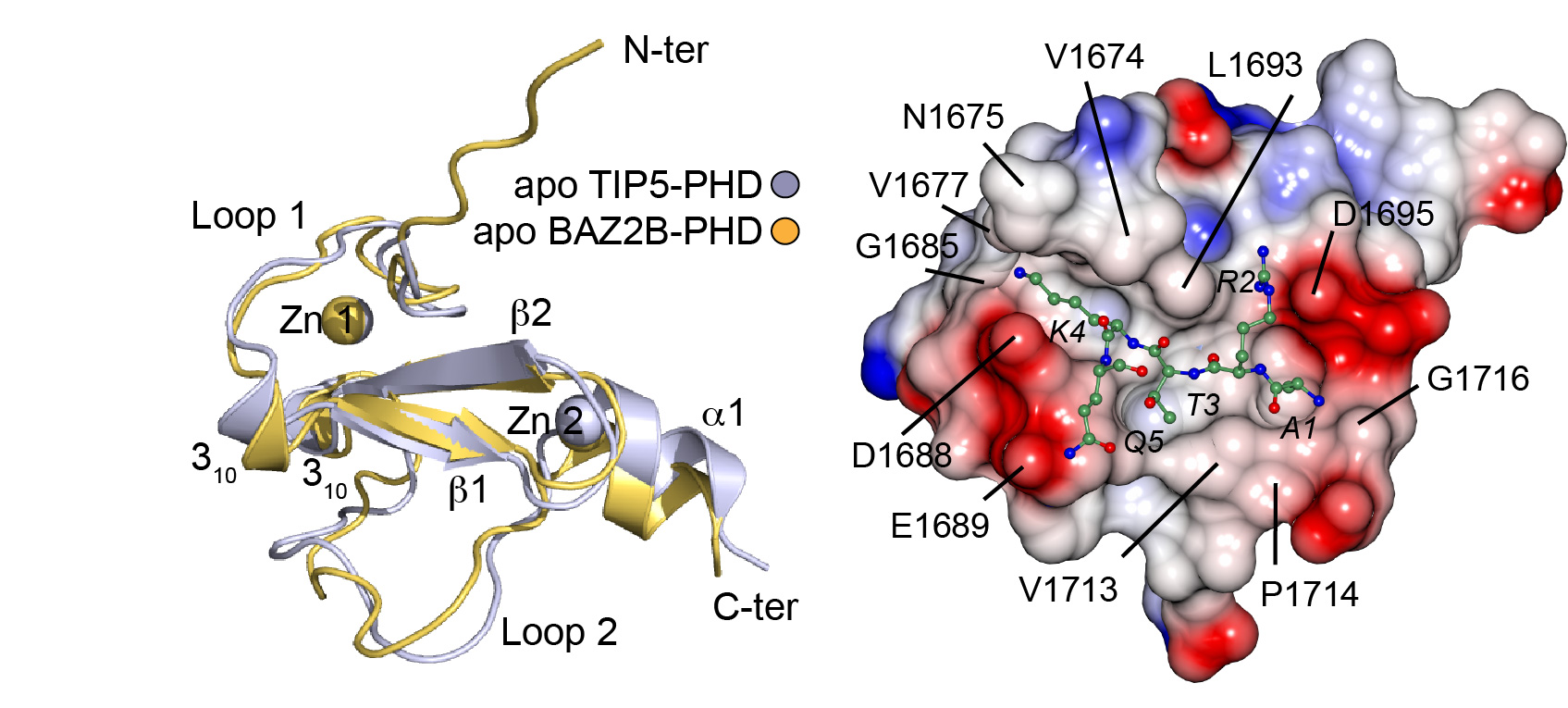 Crystal structures of PHD finger domains with unmodified histone H3 N-terminal tail peptide bound.