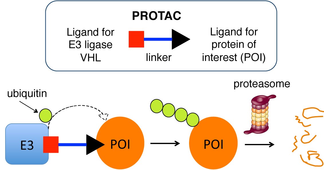Figure 1. Schematic of the PROTAC approach.