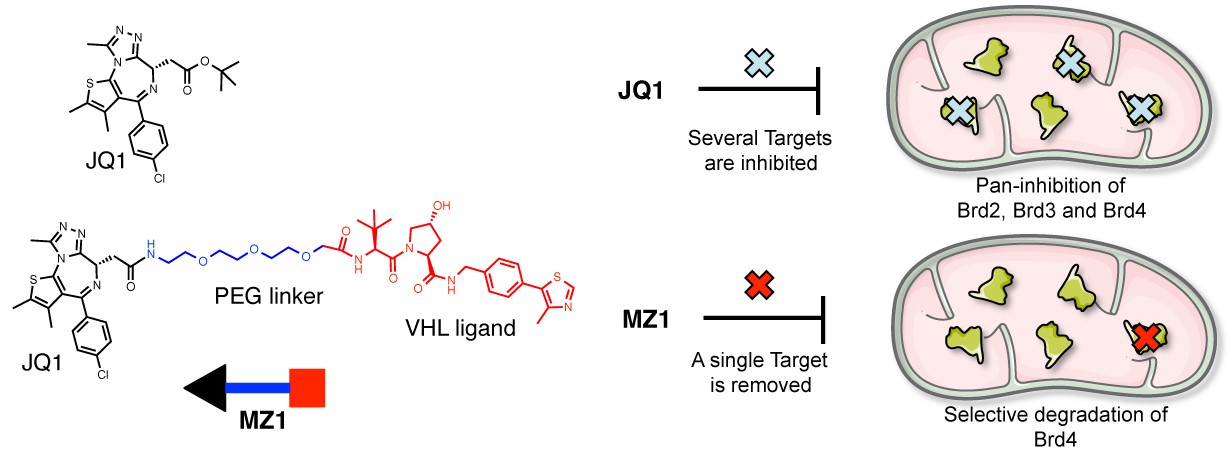 PROTAC compound MZ1 is a selective Brd4 degrader
