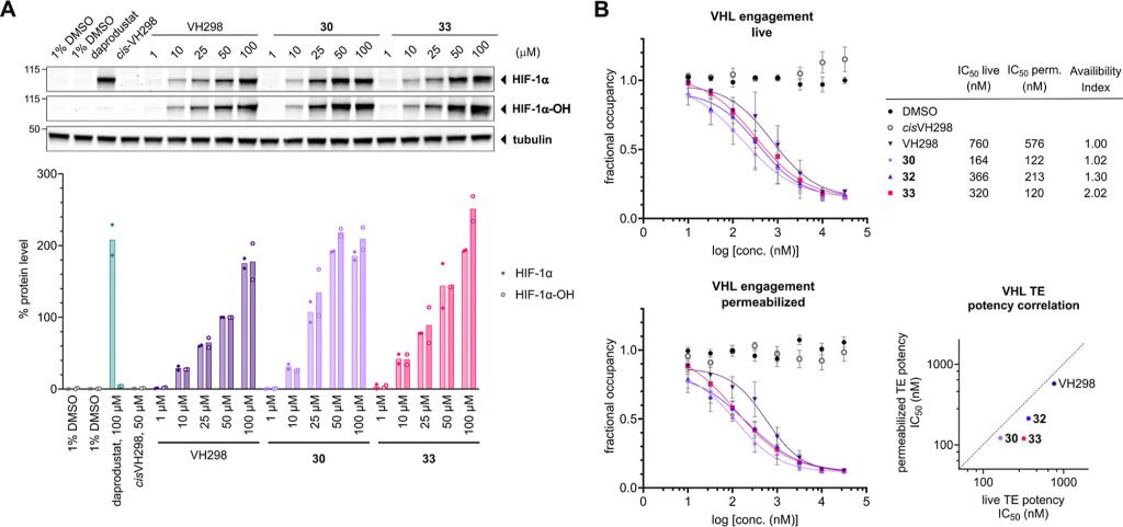 Figure 7. VHL inhibitors 30 and 33 induce increased HIF-1α-OH accumulation compared to VH298