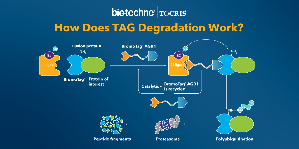 BromoTag schematic illustration