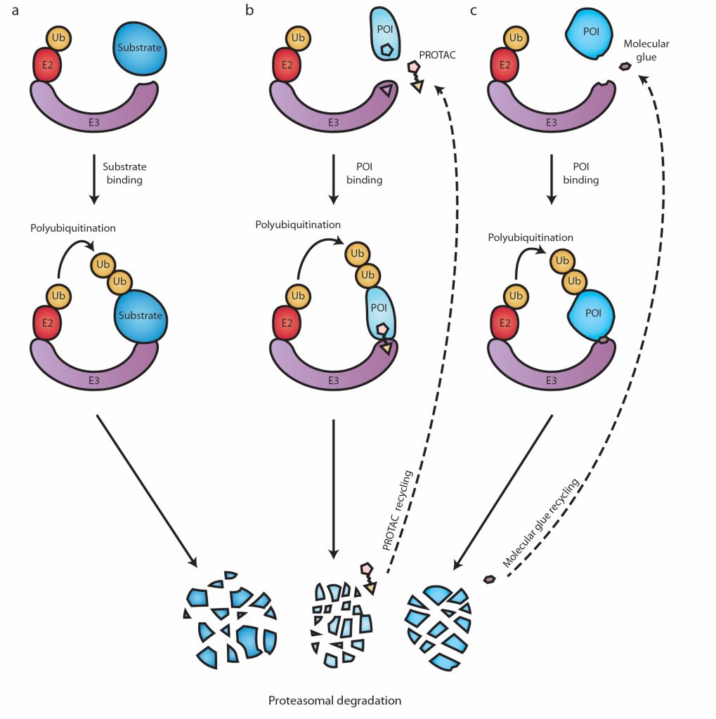 Figure 1. Native activity and pharmacological hijacking of E3 ligases. Graphical representation of (a) natural, (b) PROTAC-induced, and (c) molecular glue–induced protein degradation by the ubiquitin–proteasome system