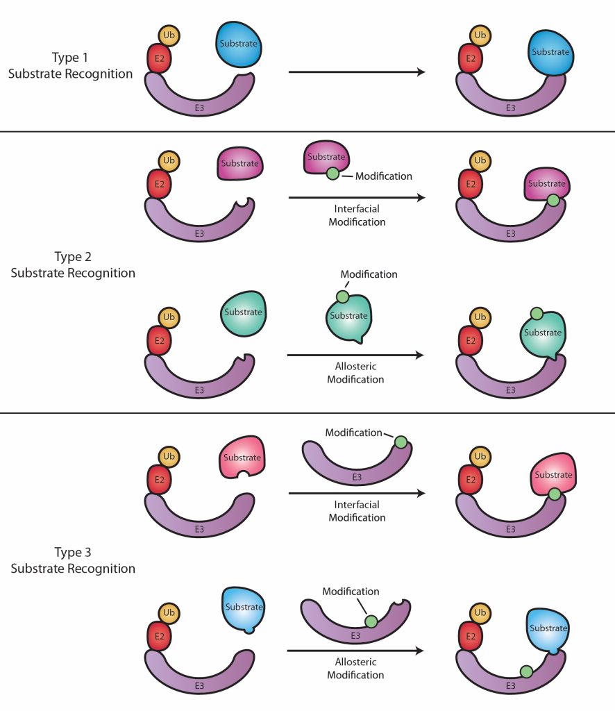 Figure 2 Types of substrate recognition by E3 ligases. Graphical representation of type 1, type 2, and type 3 substrate recognition. Modification of either the substrate (type 2), or the E3 ligase (type 3) may be either allosteric or interfacial. The modification may be covalent, noncovalent, or a proteolytic cleavage event