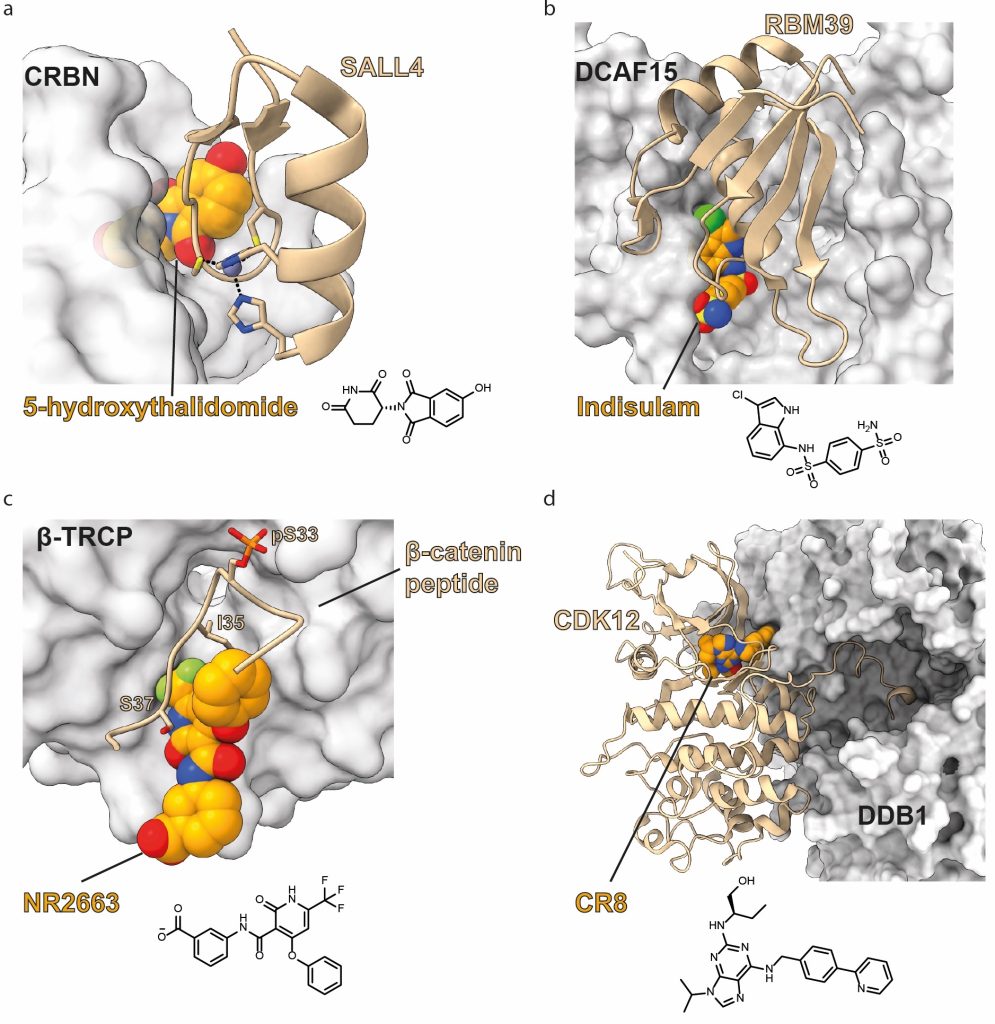 Figure 4 Ternary cocrystal structures of molecular glue degraders (orange carbons, chemical structure depicted) bound to E3 ligases (gray) and neo-substrates (tan).