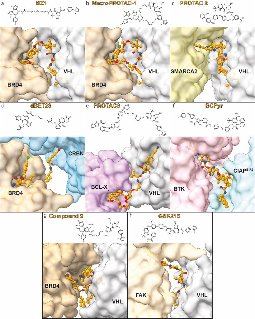 Figure 5 Ternary complex cocrystal structures of heterobifunctional PROTAC degraders (orange carbons, chemical structure depicted) bound to E3 ligases and neo-substrate targets