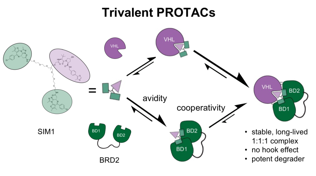 Graphical Abstract Trivalet PROTACS