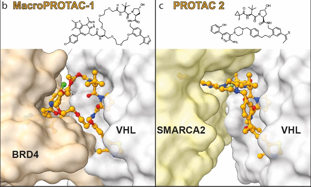 ToC Graphic for paper on on E3 Ligase Substrate Specificity for Targeted Protein Degradation