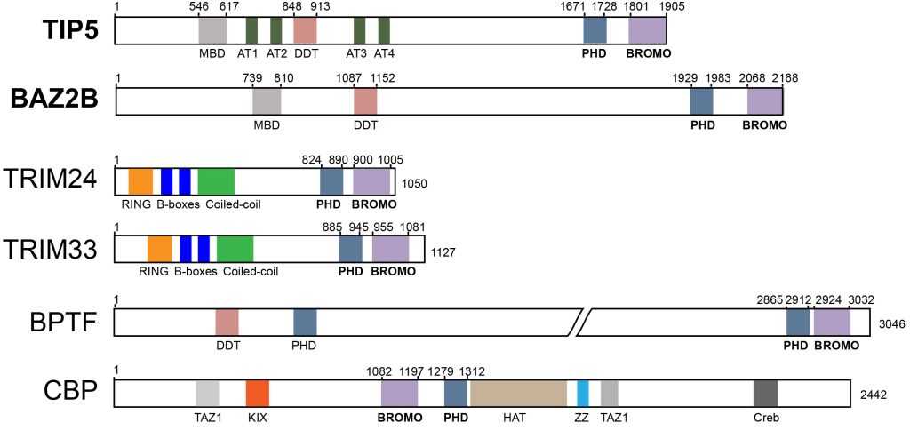 Figure 1. Domain Organization of Human Chromatin Associated Proteins Containing PHD Zinc Fingers Adjacent to BRDs