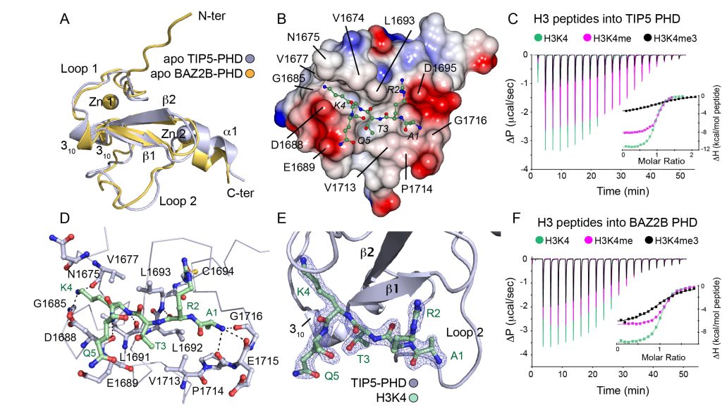 Figure 2. Structures of TIP5 and BAZ2B PHD Zinc Fingers in Free State and in Complex with H3K4 Peptide