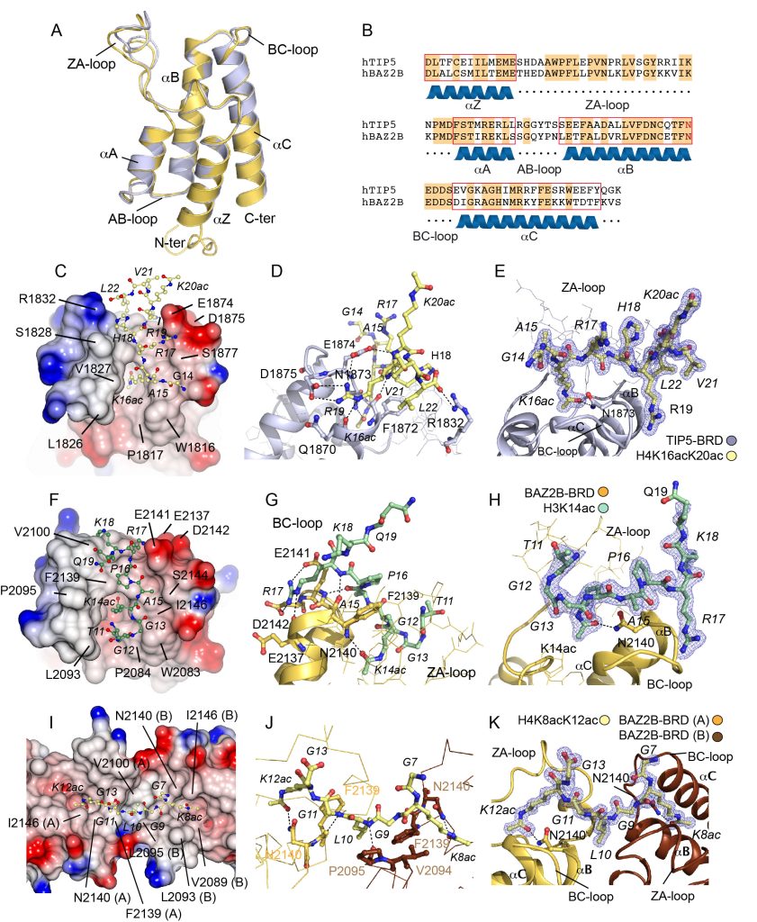 Figure 3. Structures of TIP5 and BAZ2B BRDs in the Free State and in Complex with H3 and H4 Peptides
