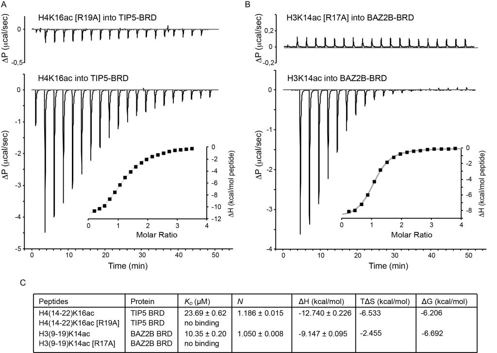 Figure 4. ITC-Based Binding Curves of Individual BRDs with Histone Peptides and Further Analysis on the Specificity of the Recognition Sequence Kac-X-X-R
