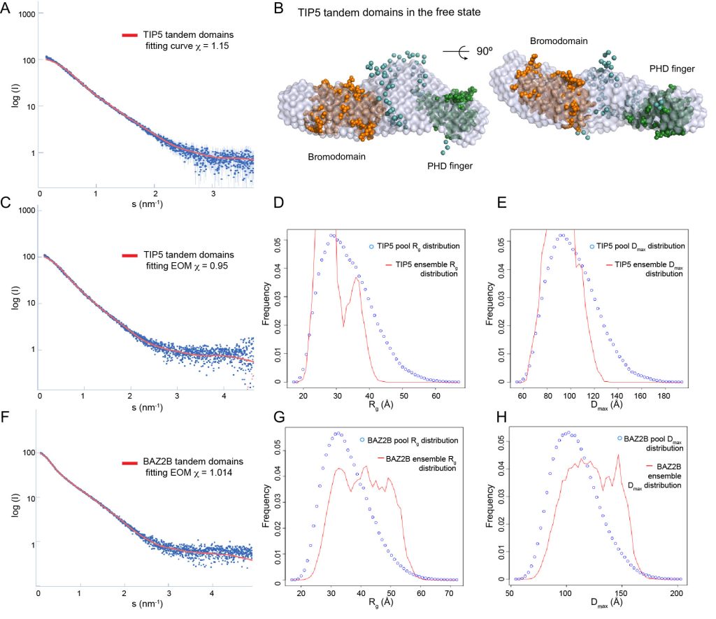 Figure 5. SAXS Analyses Are Shown for Tandem TIP5 PHD-BRD and BAZ2B PHD-BRD in the Free State
