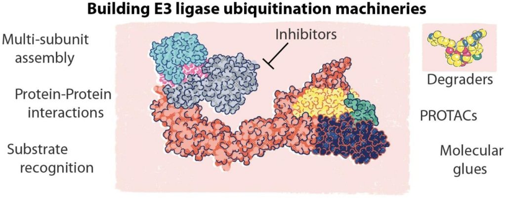 Graphic abstract of Building E3 Ligase ubiquitination