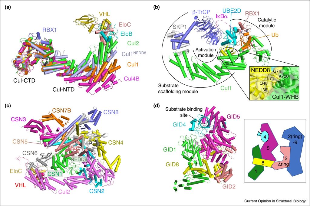 Figure 1. Structural assembly of modular multi-subunit E3 ligases