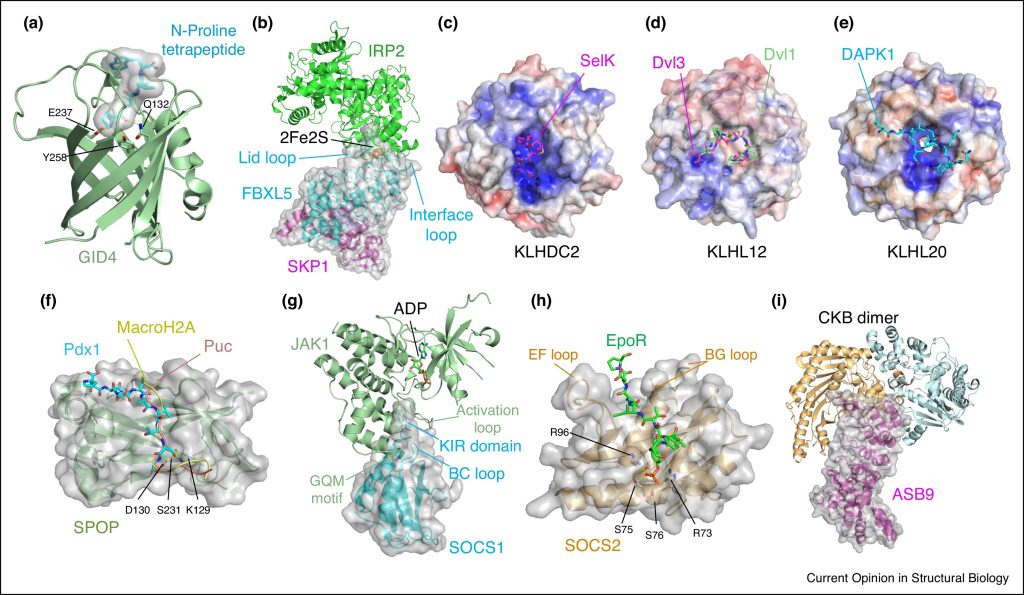 Figure 2. Substrate recognition by E3 ligase substrate receptors