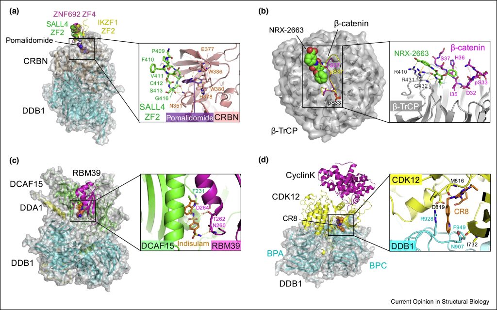 Figure 3. Ternary complexes of E3 ligases with molecular glue degraders