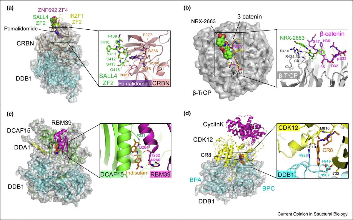 Figure 3. Ternary complexes of E3 ligases with molecular glue degraders