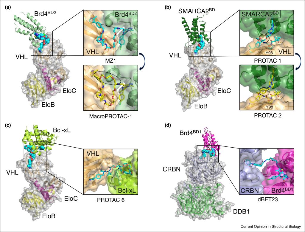 Figure 4. Crystal structures of E3 ligase-PROTAC-Target protein ternary complexes