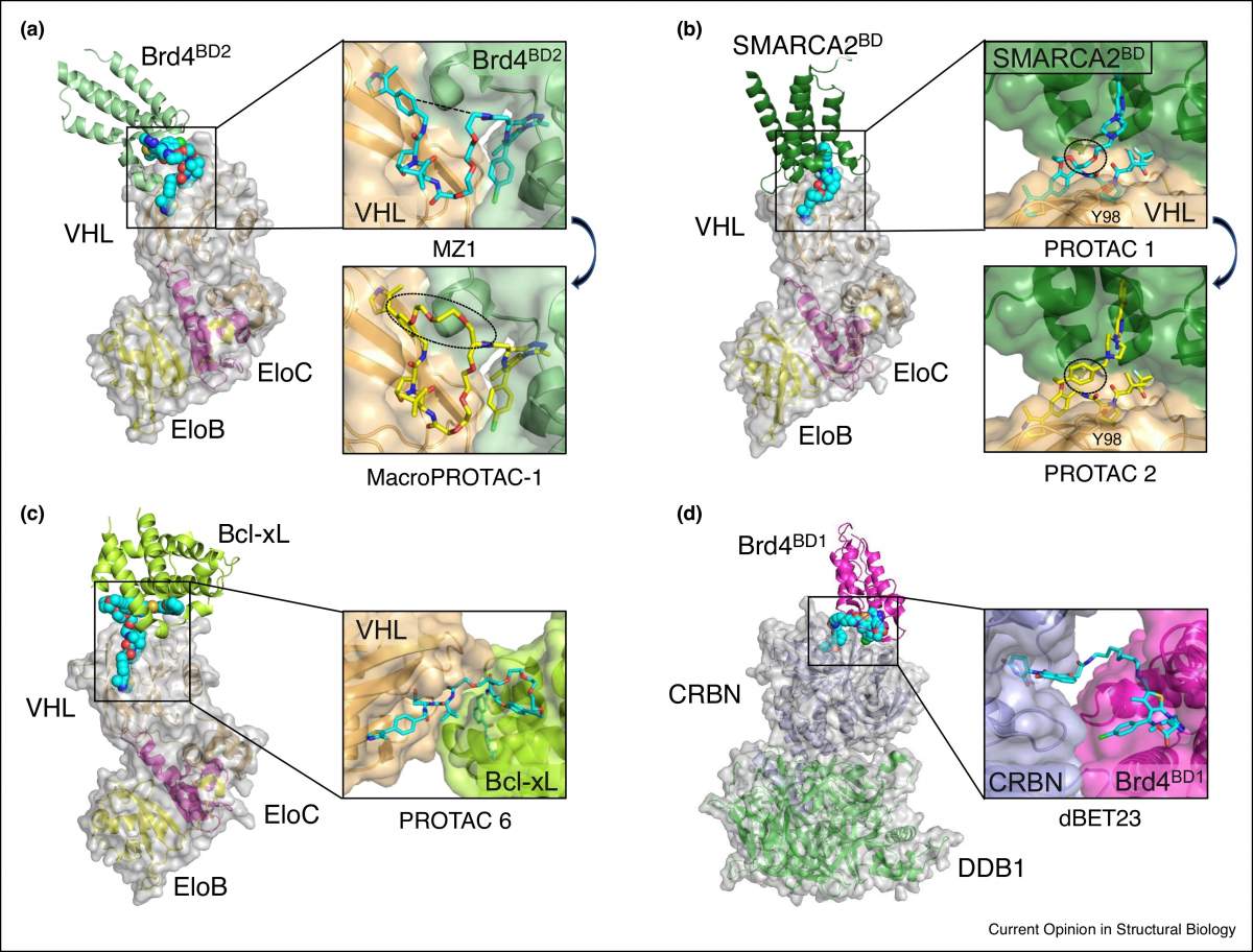 Figure 4. Crystal structures of E3 ligase-PROTAC-Target protein ternary complexes