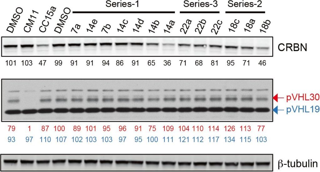 Figure 4. Screening of VHL-CRBN hetero-PROTACs