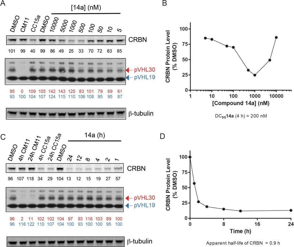 Figure 5. Compound 14a induces rapid depletion of CRBN, but not of VHL