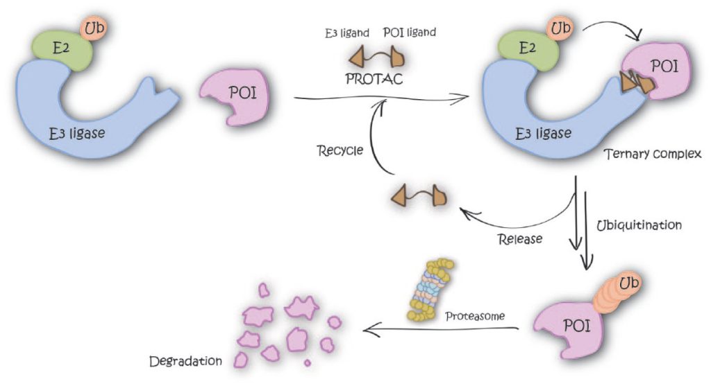 Figure 1. Graphical representation of the degradation mechanism of proteolysis-targeting chimeras (PROTACs)