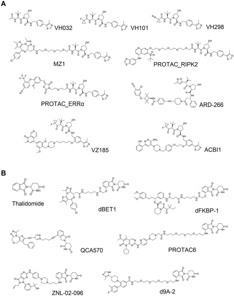 Figure 2. Von Hippel–Lindau (VHL)-based and&thinsp;cereblon&thinsp;(CRBN)-based small-molecule proteolysis-targeting chimeras (PROTACs).