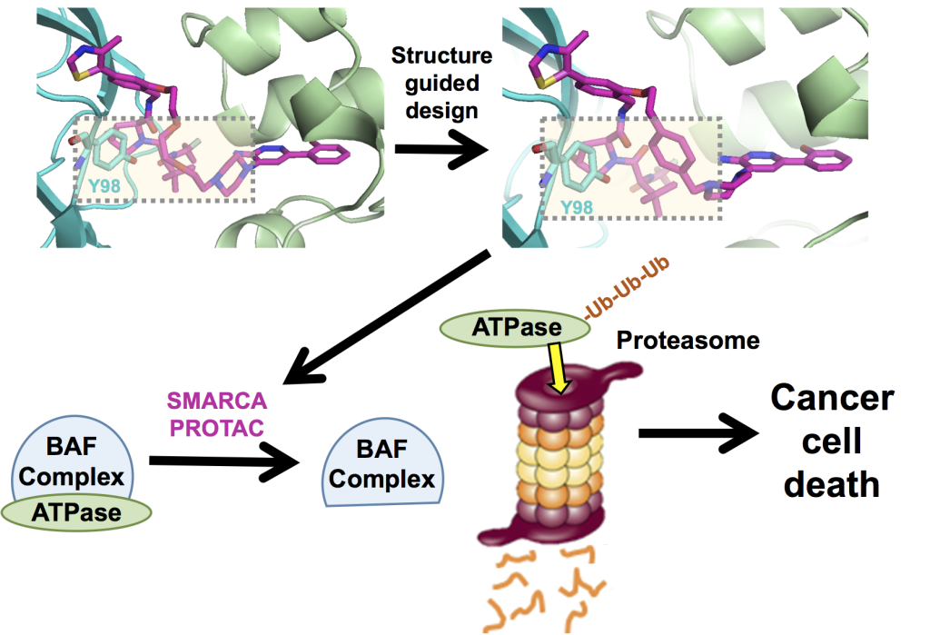 Graphical abstract of SMARCA PROTAC