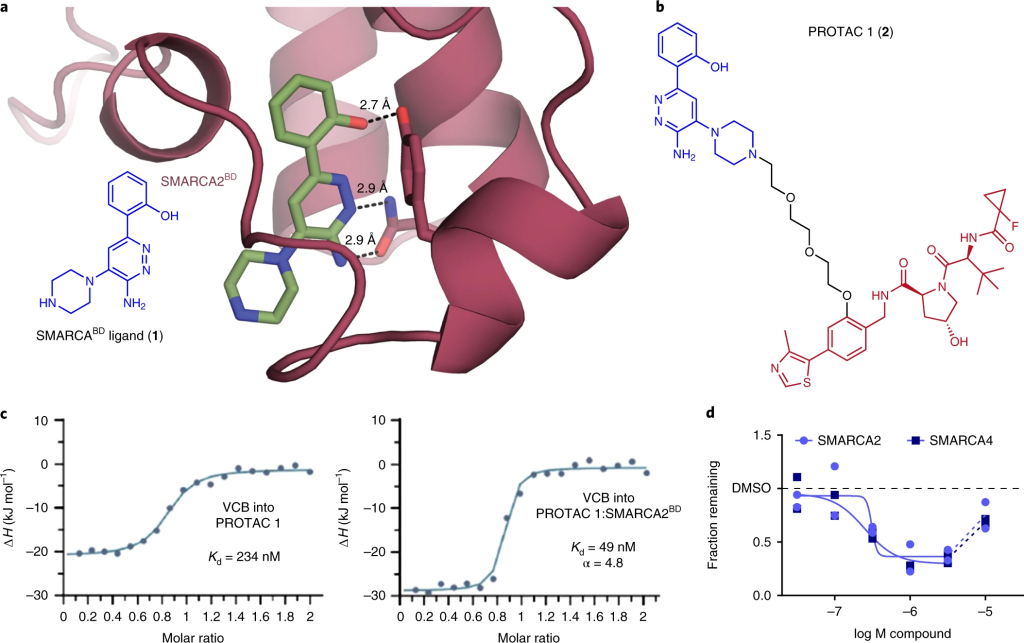 Fig. 1: Rational design and evaluation of a partial degrader of SMARCA2 and SMARCA4, PROTAC 1