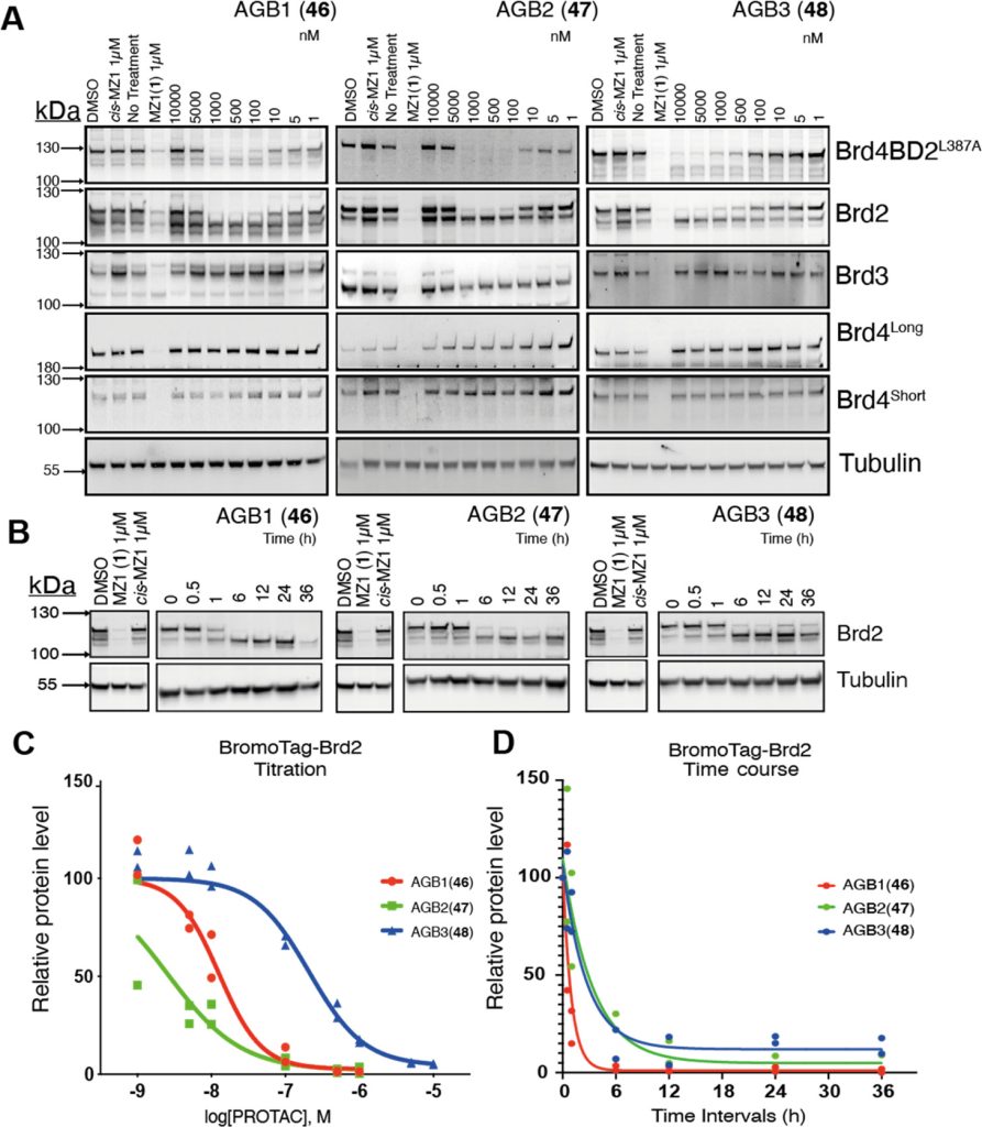 Figure 6. Biological evaluation of AGB1 (46), AGB2 (47), and AGB3 (48) in BromoTag-Brd2 HEK293 cells