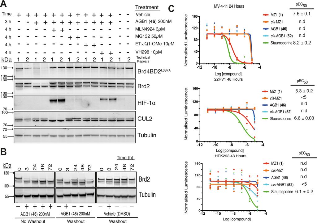 Figure 8. Cellular mechanistic characterization of AGB1 (46) degradation activity.