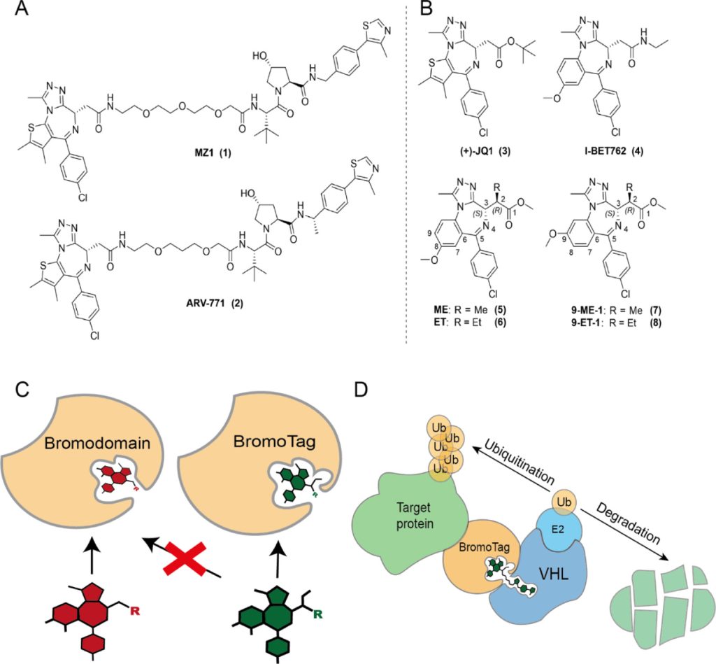 Figure 1. (A) Pan-selective BET degraders, MZ1 and ARV-771. (B) Pan-selective BET inhibitors, (+)-JQ1 and I-BET762 (top). Allele-specific bumped BET inhibitors, ME, ET, 9-ME-1, and 9-ET-1 (bottom). (C) Tailoring the “bump-and-hole” approach to BET bromodomains to produce a high-affinity selective pairing that can be utilized as a degron system. (D) Conceptualization of the BromoTag degron approach