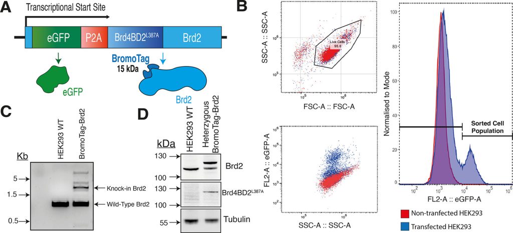 Figure 2. Design and development of a heterozygous knock-in BromoTag-Brd2 HEK293 cell line.