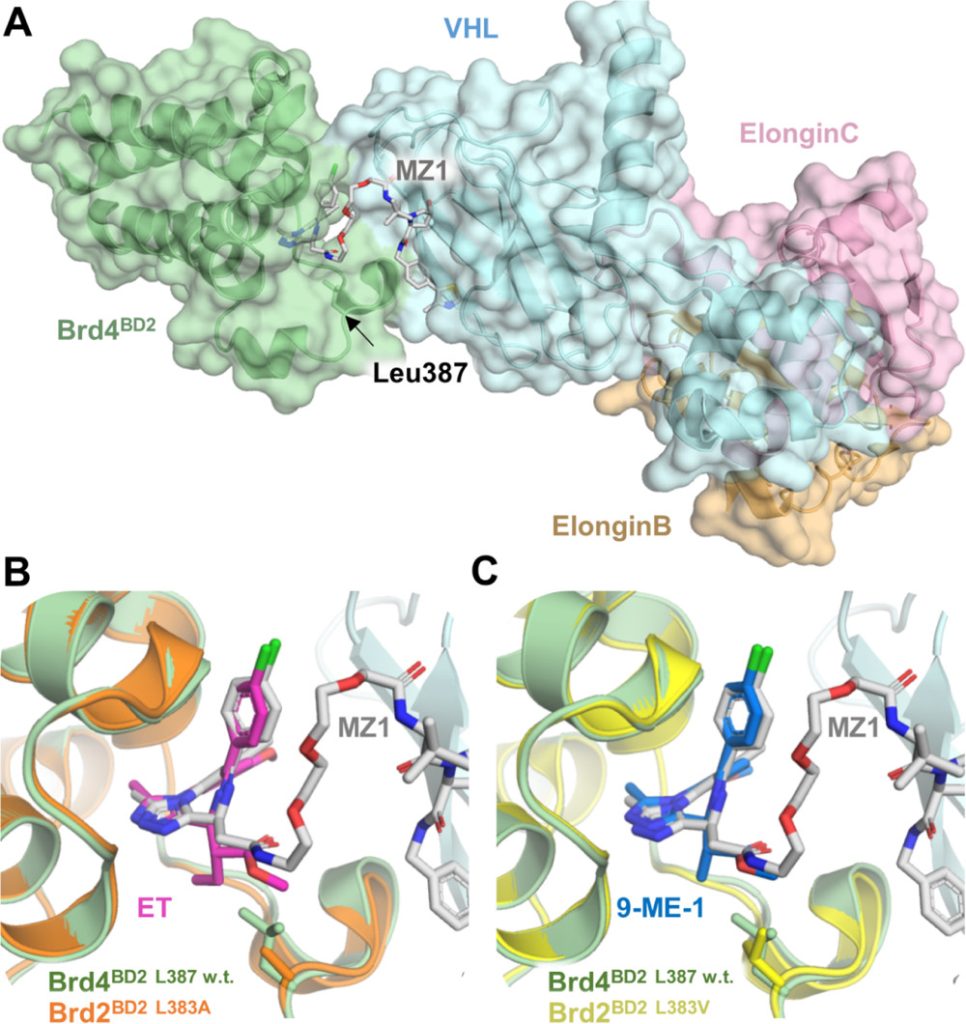 Figure 3. (A) Ternary complex between Brd4BD2 (green, cartoon/surface representation), MZ1 (1, stick, gray carbons), and VCB (VHL: blue; elongin C: pink; elongin B—pale orange; and cartoon/surface representations). Leu387 (stick, green) is indicated by an arrow (PDB code: 5T35).