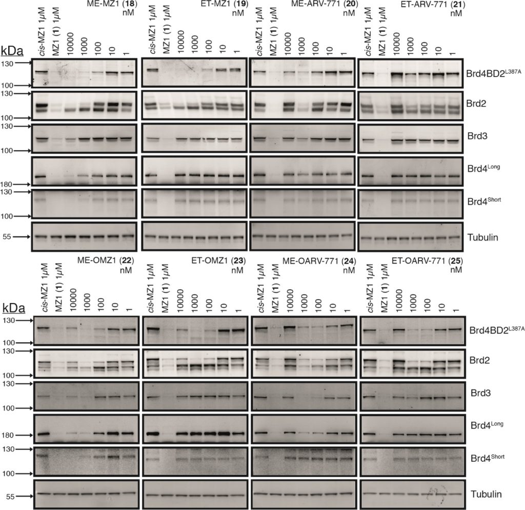 Figure 5. Biological evaluation of second-generation B&H–PROTACs in BromoTag-Brd2 HEK293 cells