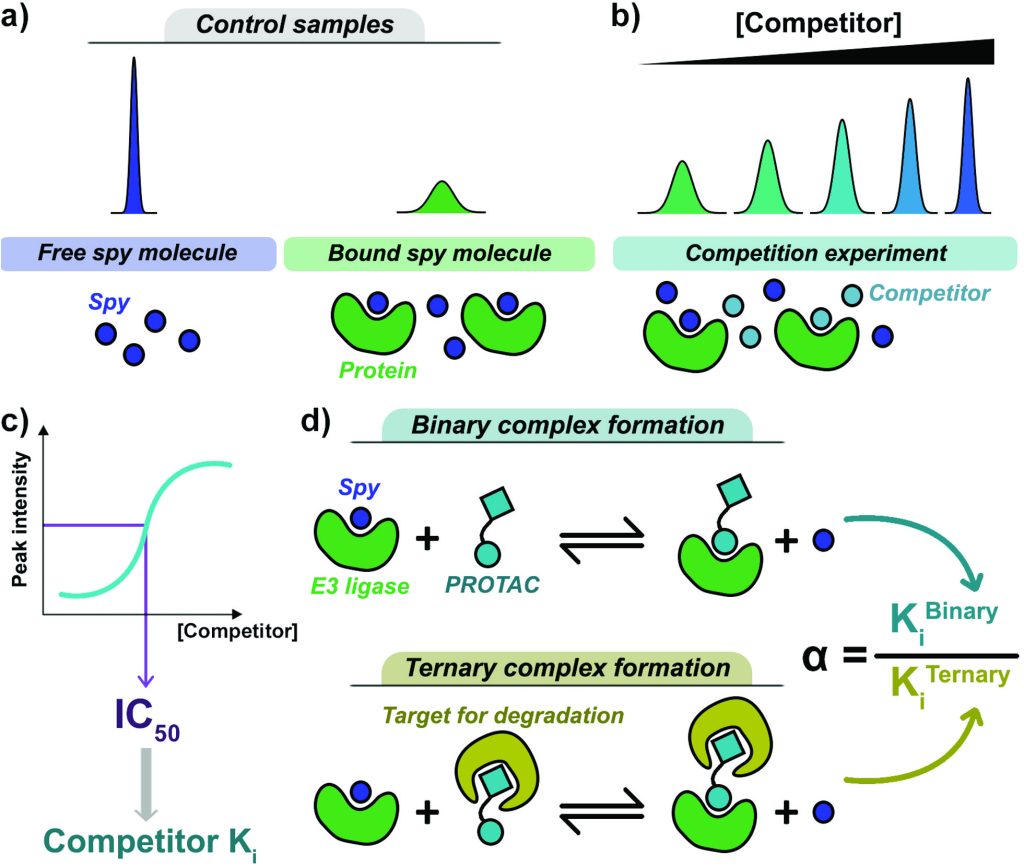 Figure 1. General setup of the competitive 19F NMR assay to determine cooperativity