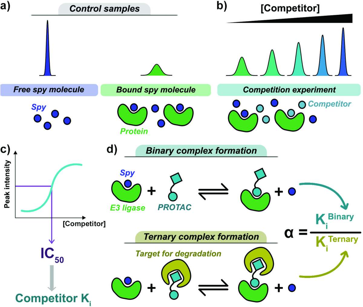 Figure 1. General setup of the competitive 19F NMR assay to determine cooperativity