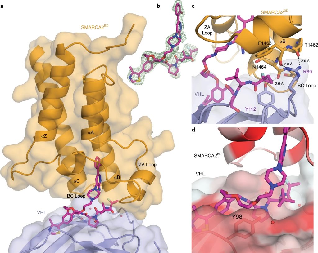 Fig. 2: Ternary co-crystal structure of SMARCA2BD:PROTAC 1:VCB
