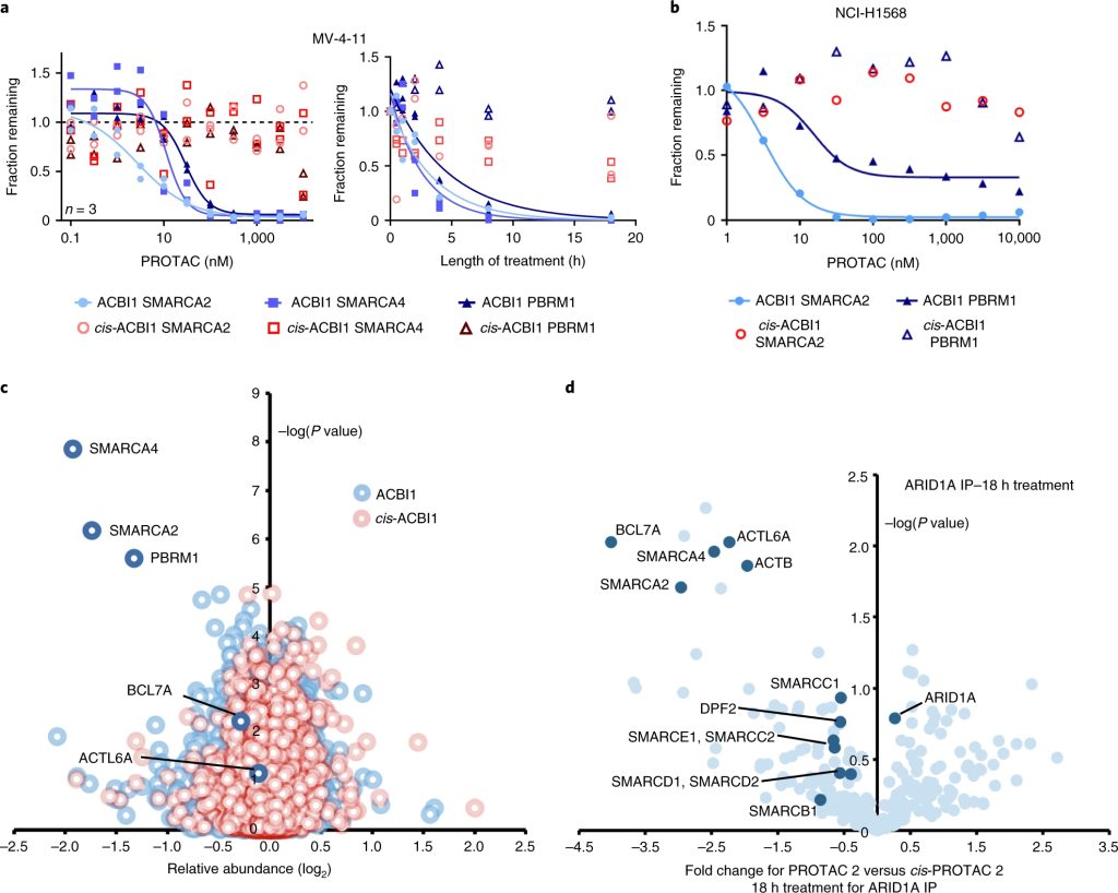 Fig. 4: ACBI1 is a potent and selective degrader of SMARCA2, SMARCA4 and PBRM1