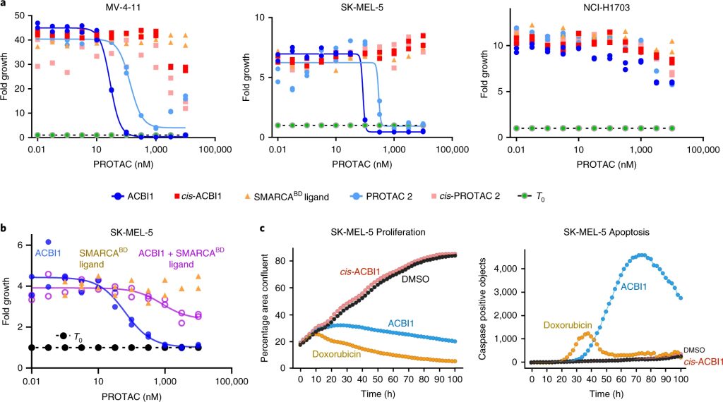 Fig. 5: Effects on the proliferation and apoptosis of cancer cells in the presence of ACBI1