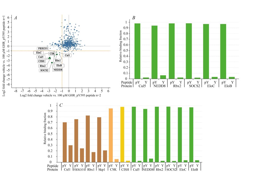 Fig. 1. Components of CRL5SOCS2 E3 ligase can be captured from cell lysate using phosphorylated substrate peptide attached to the beads