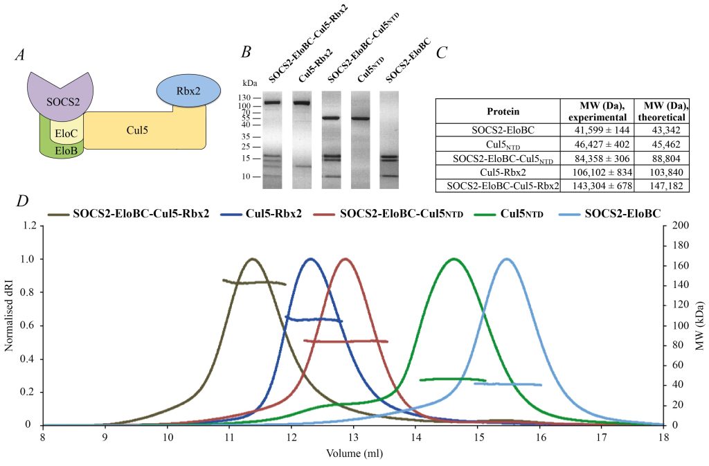 Fig. 3. Recombinant components of CRL5SOCS2 assemble into the monomeric full-size protein complex