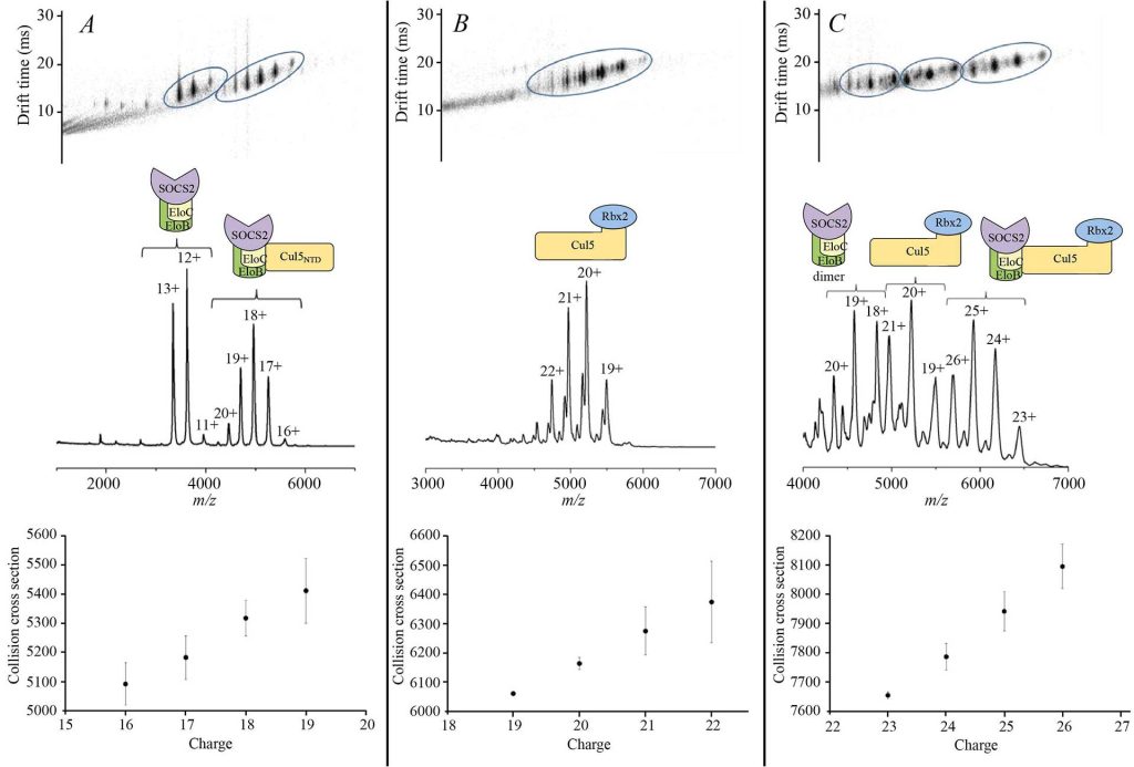 Fig. 4. Ion mobility drift-time plot (top), corresponding native mass spectra (middle) and collision cross sections (bottom) are shown for the CRL5SOCS2 complexes and their components.