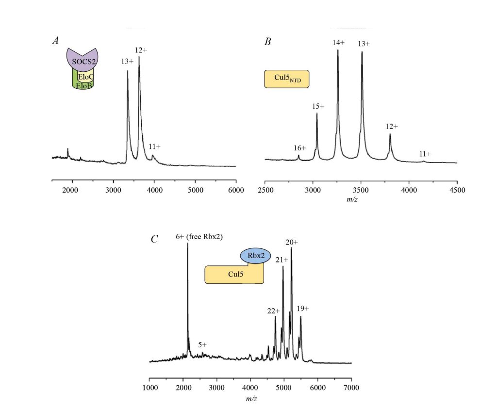 Fig. 7. Native MS spectra