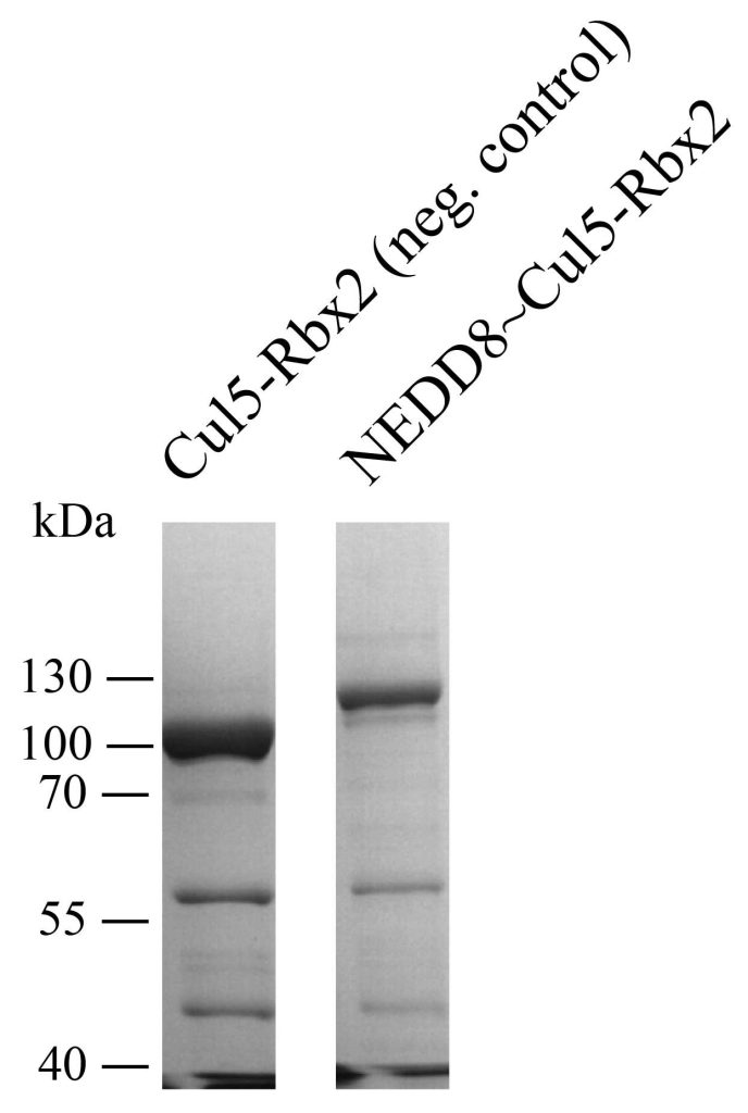 Fig. 8. SDS-PAGE gel images of the neddylation reaction products.