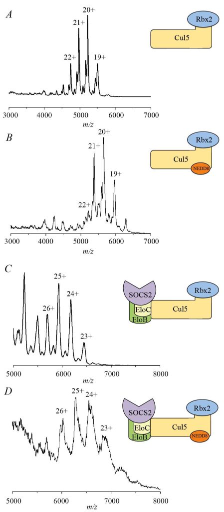 Fig. 9. Comparison of Native MS spectra.