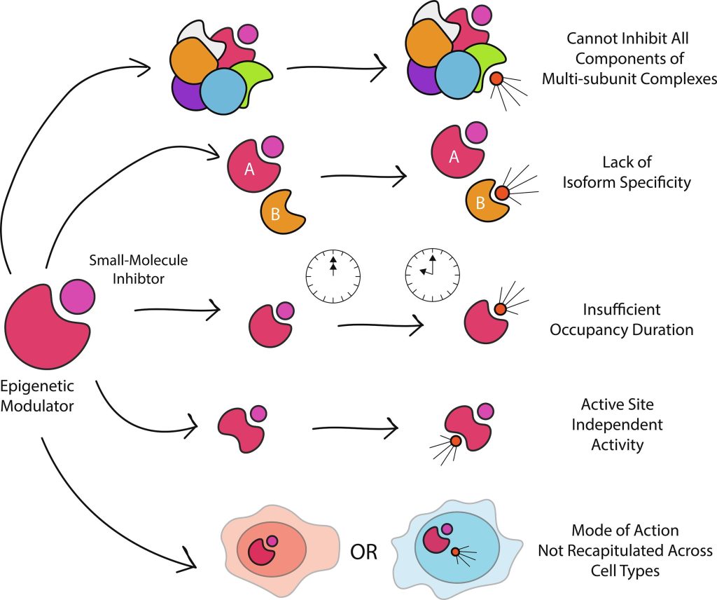 Graphic 2 from the review review on Targeting Epigenetic Modulators Using PROTAC Degraders is now published in BMCL