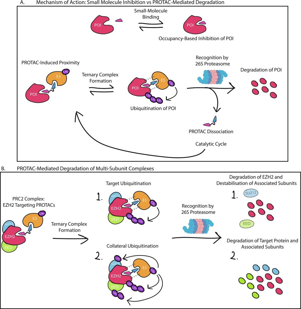 Graphic 3 from the review review on Targeting Epigenetic Modulators Using PROTAC Degraders is now published in BMCL