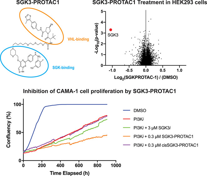 TOC graphic for sgk3 protac 1 isoform